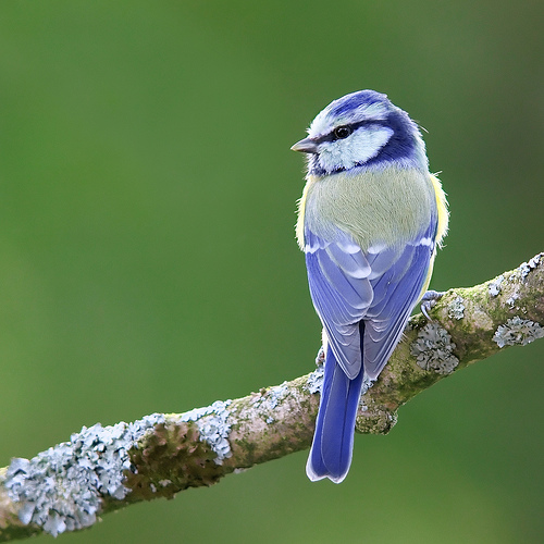 幸運のメッセージを運ぶスピリチュアルな鳥たち 野鳥編 まむきょんのてんこ盛りブログ