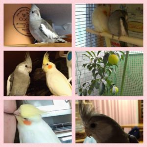 ペットロス体験 オカメインコも大切な家族です 初代みっくの思い出 まむきょんのてんこ盛りブログ